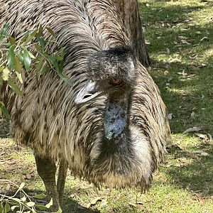 Emu (Dromaius novaehollandiae)