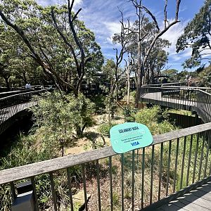 Koala Boardwalk