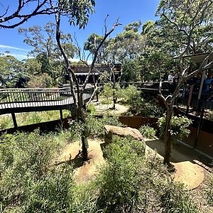 Koala Boardwalk