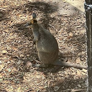 Swamp wallaby (Wallabia bicolor)