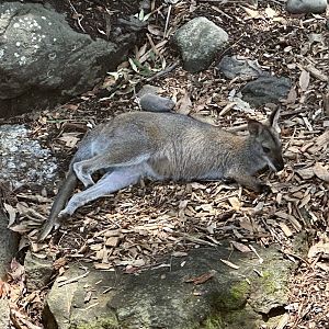 Red-necked wallaby (Notamacropus rufogriseus)