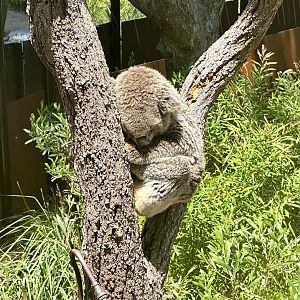 Koala (Phascolarctos cinereus)