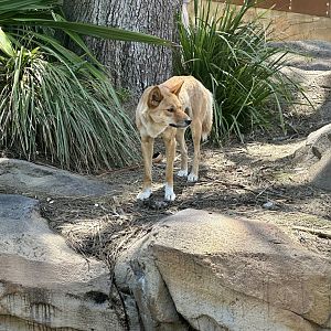 Dingo (Canis familiaris dingo)