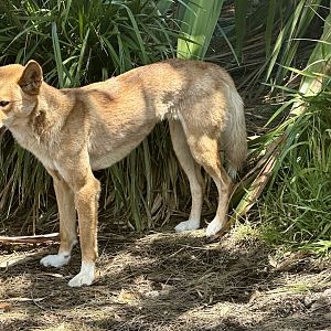 Dingo (Canis familiaris dingo)