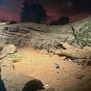 Spinifex Hopping Mouse Exhibit