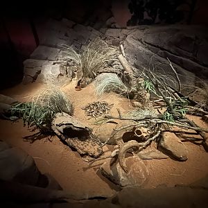 Fat-tailed Dunnart Exhibit