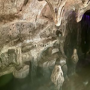 Ghost Bat Exhibit