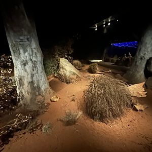 Greater Bilby Exhibit