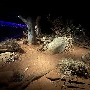 Greater Bilby Exhibit