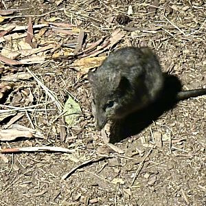 Long-nosed potaroo (Potorous tridactylus)