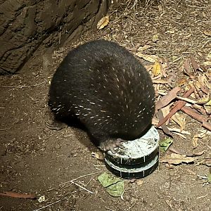 JR (Eastern Long-beaked Echidna)