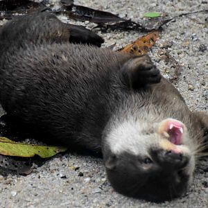 Asian Small-clawed Otter (Aonyx cinereus)
