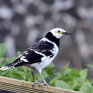 Black-Collared Starling (Gracupica nigricollis)