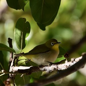 Swinhoe's White-Eye (Zosterops simplex simplex)
