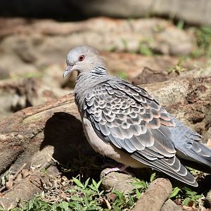 Taiwan Oriental Turtle Dove (Streptopelia orientalis orii)