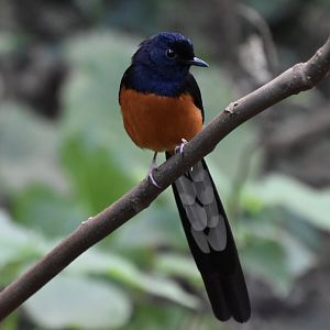 White-Rumped Shama (Copsychus malabaricus) male