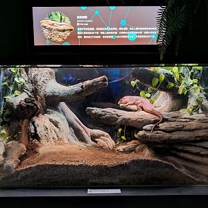 Red Tegu Exhibit