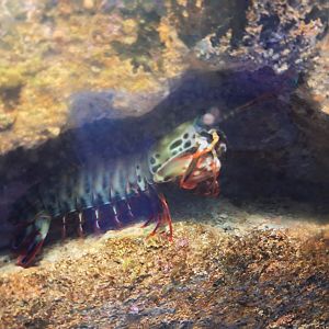 Peacock Mantis Shrimp
