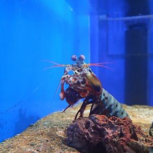 Peacock Mantis Shrimp