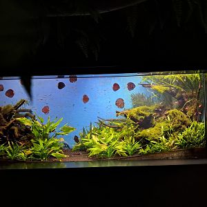 Amazon aquarium