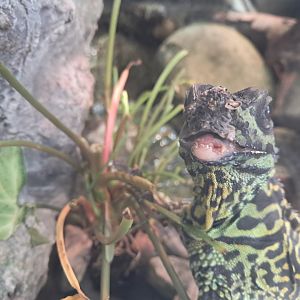 Injured Sailfin Dragon
