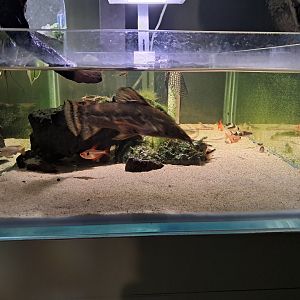 Amazon tiered tank 1