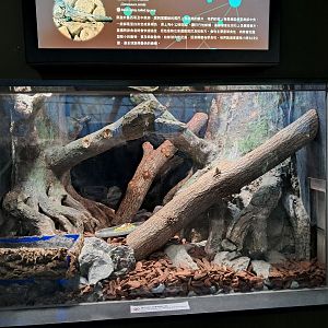 Iguana vivarium