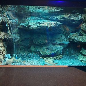 Cloudy catshark tank
