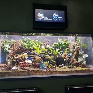 Poison Dart frog vivarium