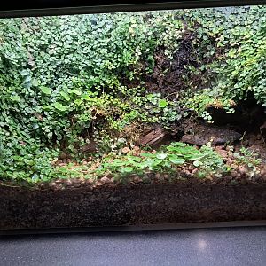 Frog vivarium