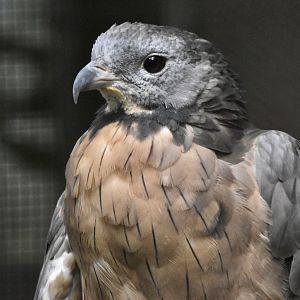 Northern Crested Honey Buzzard (Pernis ptilorhynchus orientalis) - Zhishan Cultural and Ecological Garden