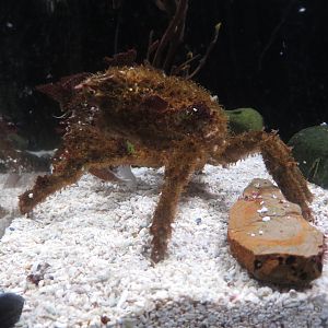 Decorator Crab