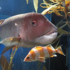 California Sheephead & Flag Rockfish