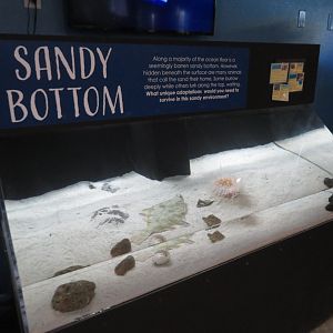 Sandy Bottom Tank