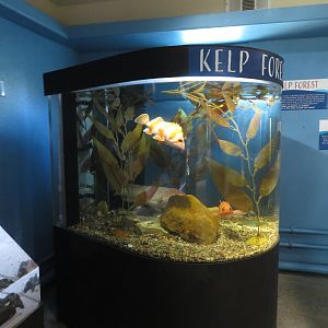 Kelp Forest Tank