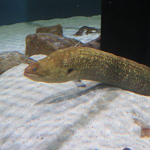 California Moray Eel