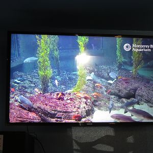 Monterey Bay Aquarium Livestream