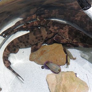 Swell Sharks w/ Egg Sacs