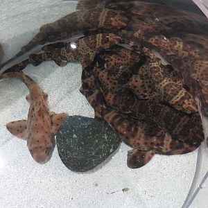 Horn Shark & Swell Sharks