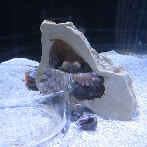 California Two-spot Octopus