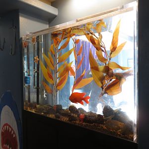 Two-sided Kelp Tank