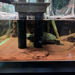 "Bonecrusher" in his new aquarium exhibit