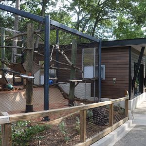 Primate Row - Black-and-white Ruffed Lemur (Varecia variegata) Exhibit