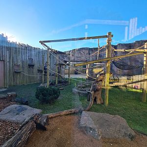 Sulawesi Macaque Outdoor Enclosure