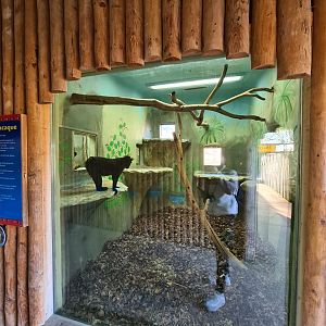 Sulawesi Macaque Indoor Enclosure, Drusillas Park