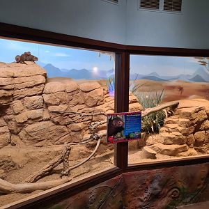 Dwarf Mongoose Enclosure, Drusillas Park