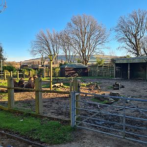 Camel Enclosure, Drusillas Park
