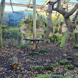 Lynx Enclosure, Drusillas Park