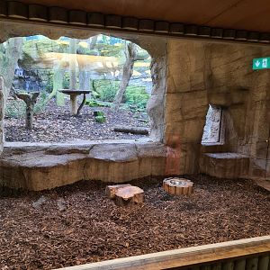 Lynx Indoors, Drusillas Park