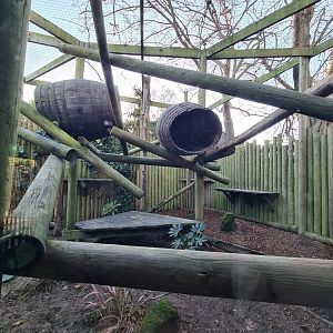 Binturong Enclosure, Drusillas Park